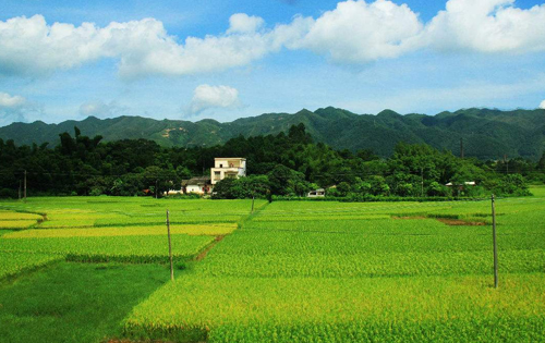 實驗田風采