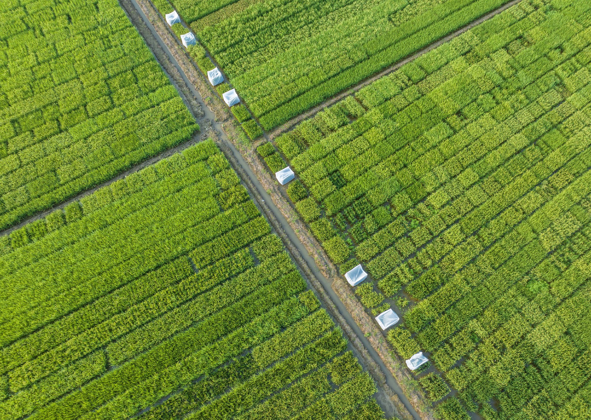 DJI_0176.jpg
